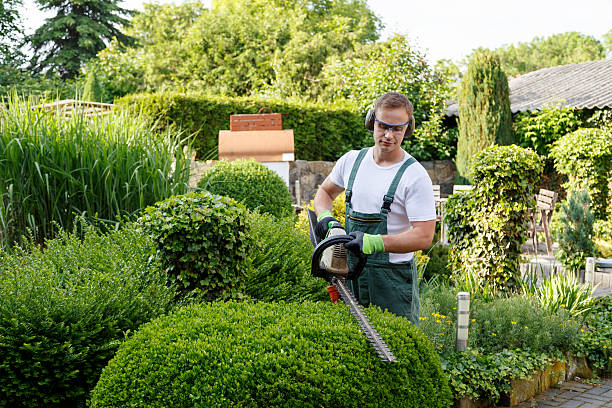 Best Sod Installation  in USA